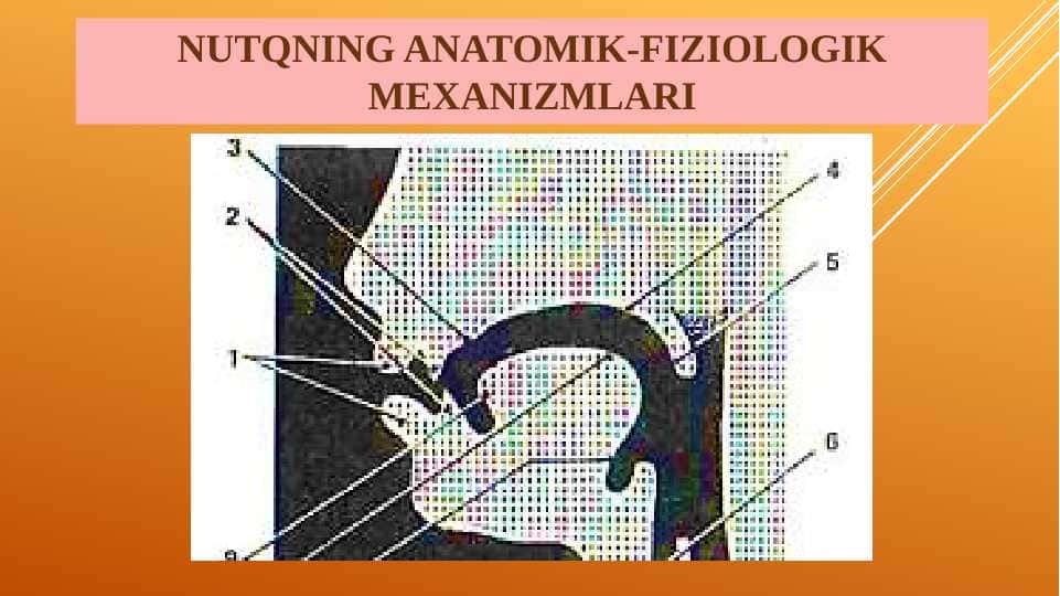 NUTQNING ANATOMIK-FIZIOLOGIKMEXANIZMLARI