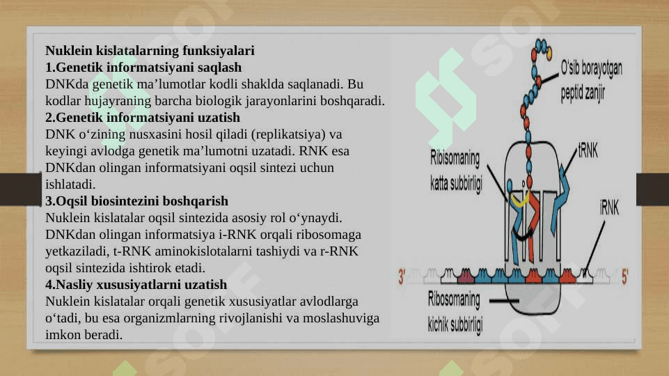 Nuklein kislatalarining oqsil biosintezida roli 6