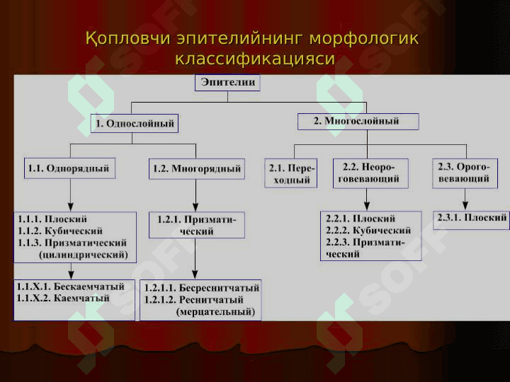 TUQIMALAR, EPITELIY TUQIMASI 3
