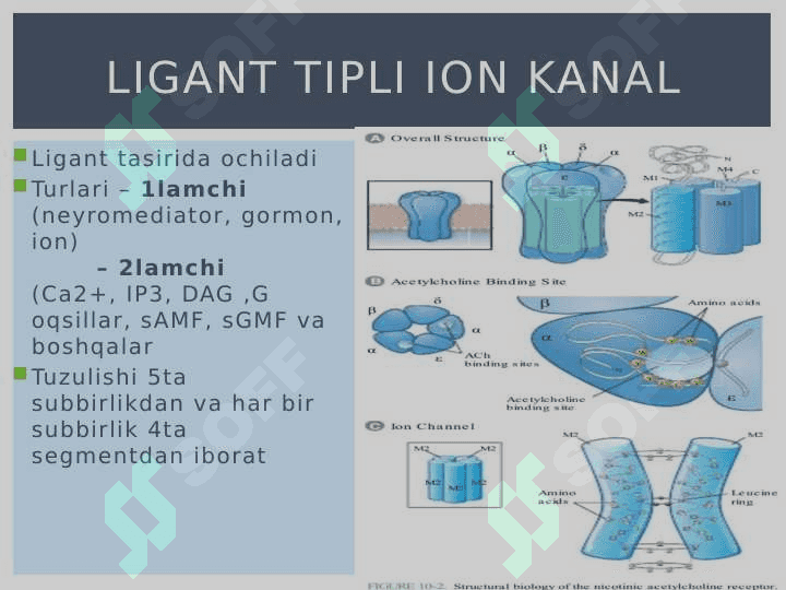 Harakat potensiali 8