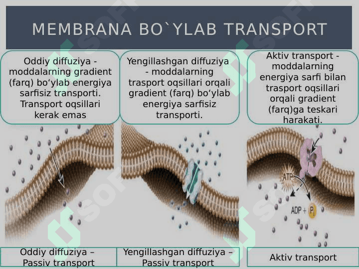 Passiv transport 4