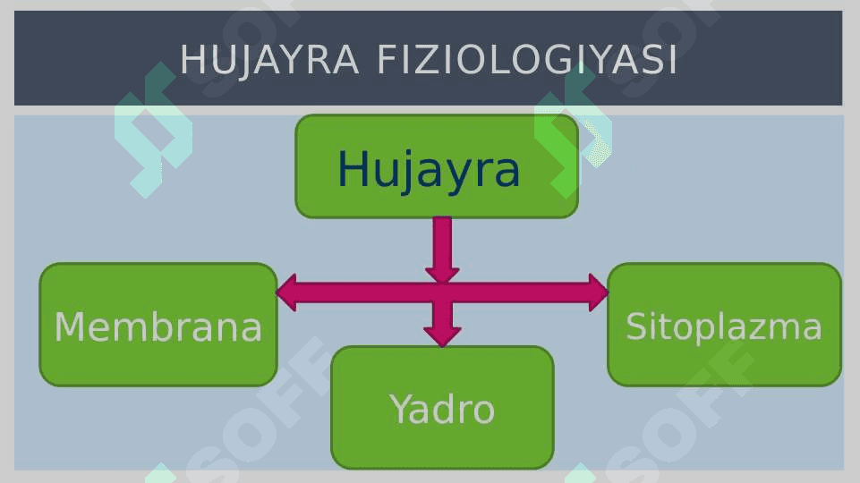 Umumiy fizologiya 5