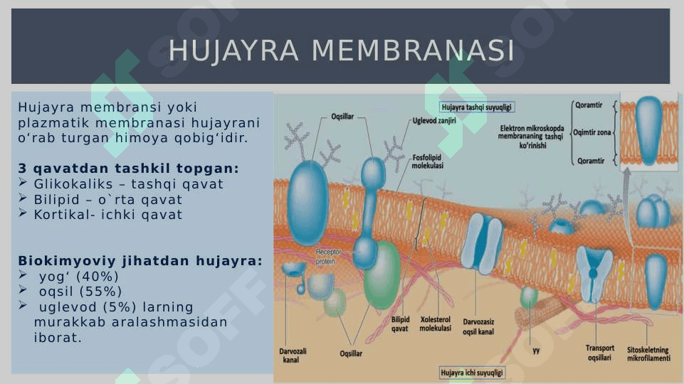 Umumiy fizologiya 8