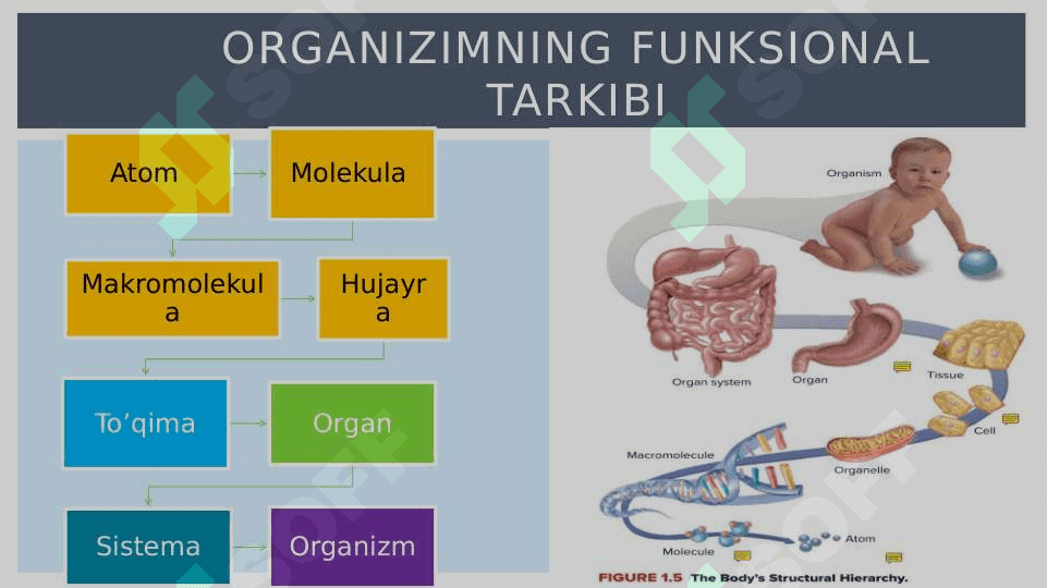 Umumiy fizologiya 2