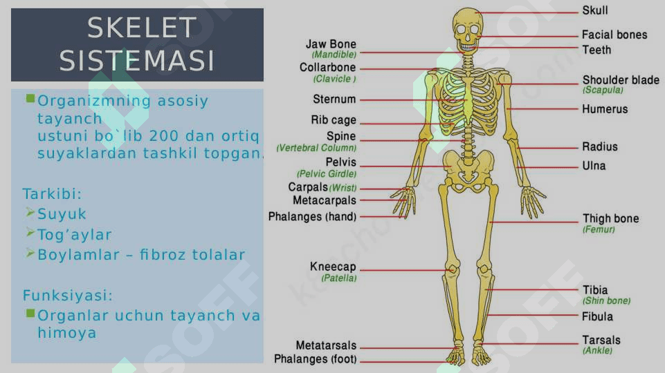 Umumiy fizologiya 6