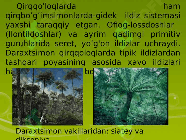 QIRQULOQTOIFA (POLYPODIOPHYTA)O’SIMLIKLAR 5