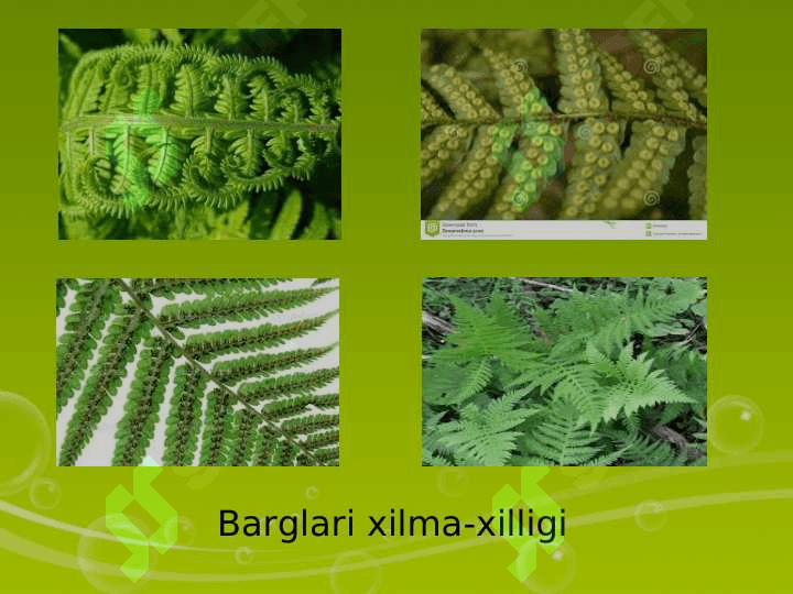 QIRQULOQTOIFA (POLYPODIOPHYTA)O’SIMLIKLAR 8