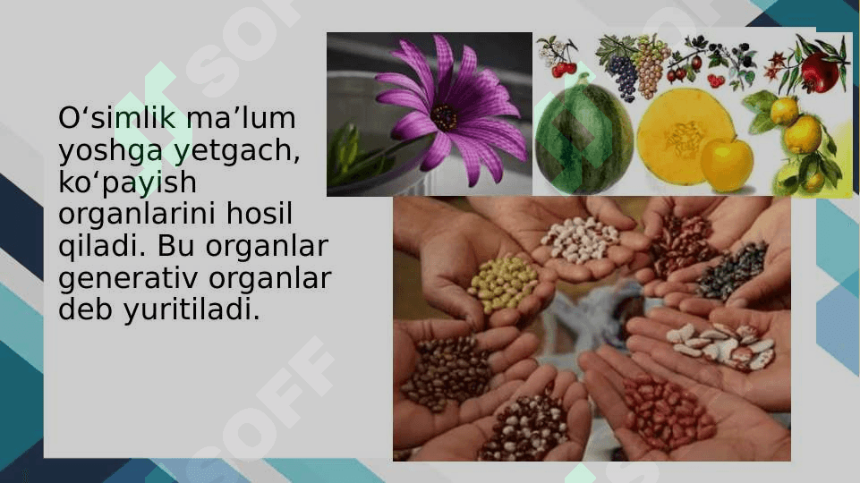 Generativ organlar 3