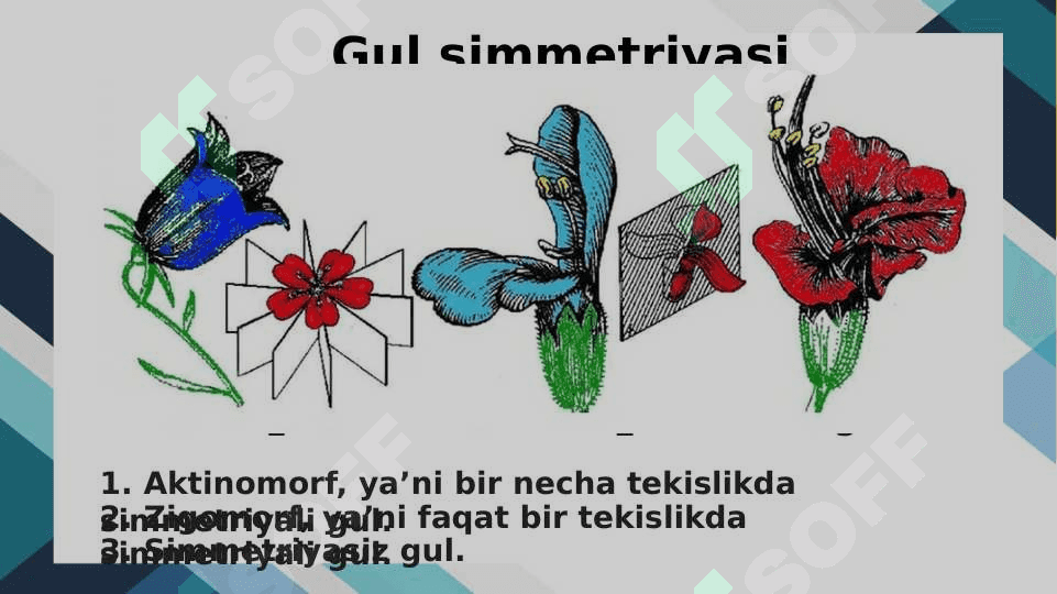 Generativ organlar 6