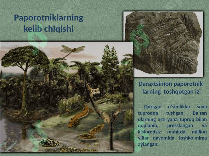 PAPOROTNIKLAR 5
