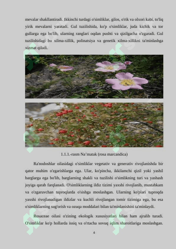 RA'NODOSHLAR (ROSACEAE) OILASI 6