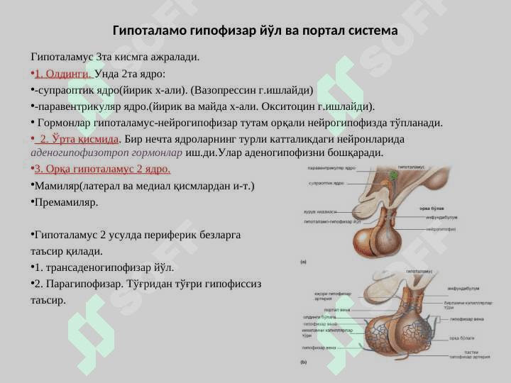 ЭНДОКРИН ТИЗИМИ 1