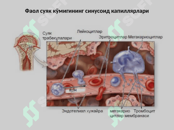 Қон яратувчи ва иммун-ҳимоя аъзолари 3