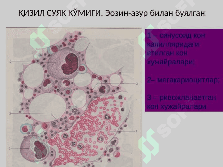 Қон яратувчи ва иммун-ҳимоя аъзолари 4