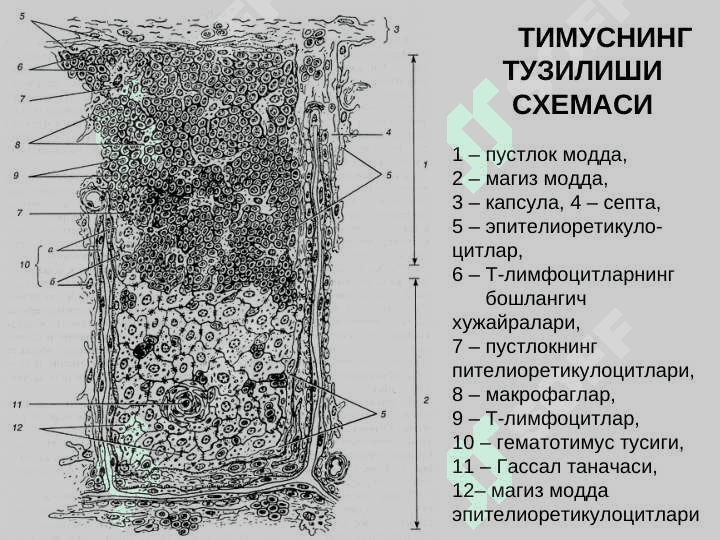 Қон яратувчи ва иммун-ҳимоя аъзолари 6