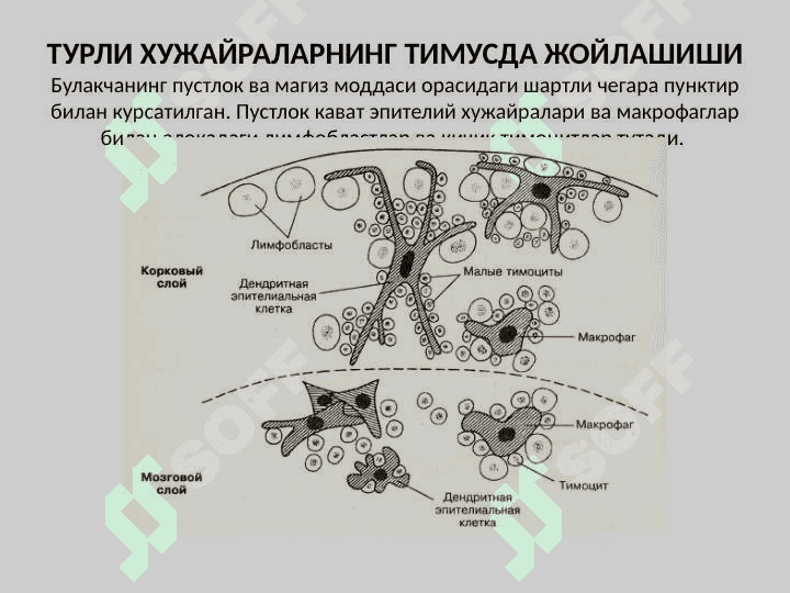 Қон яратувчи ва иммун-ҳимоя аъзолари 7