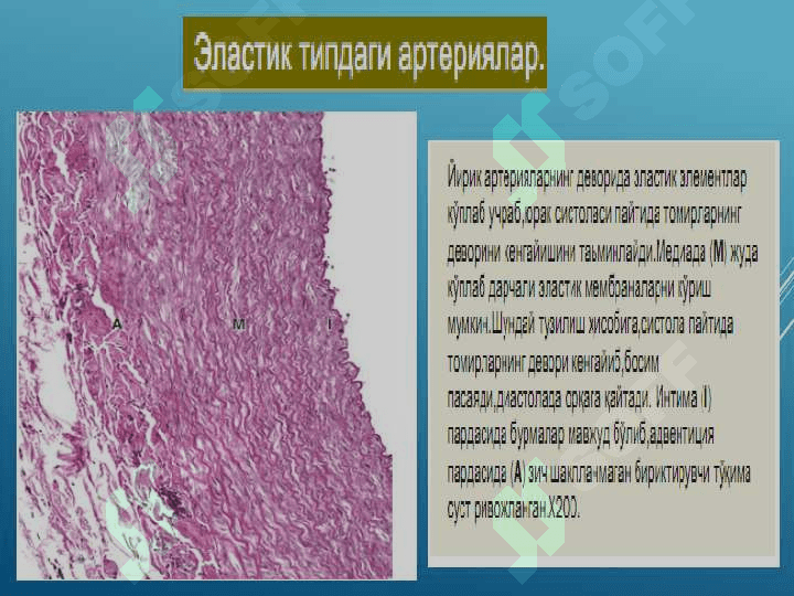 ЮРАК ҚОН-ТОМИРЛАР СИСТЕМАСИ 7