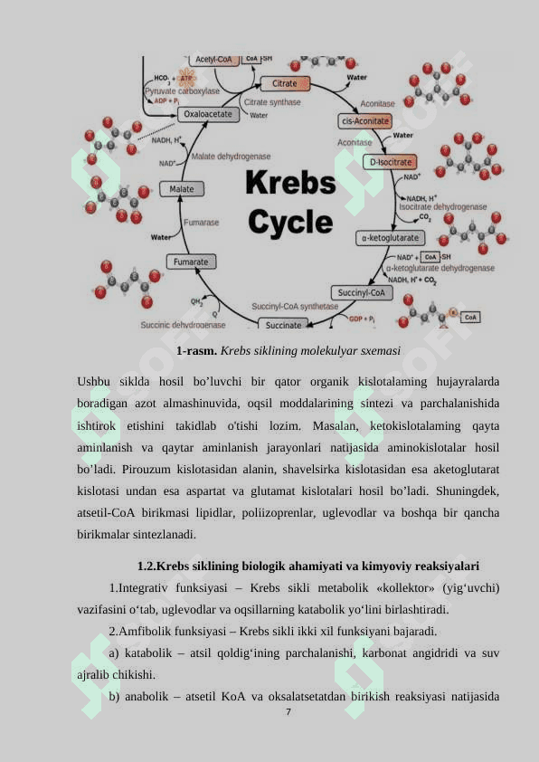 Krebs sikli va uning energetikasi 7