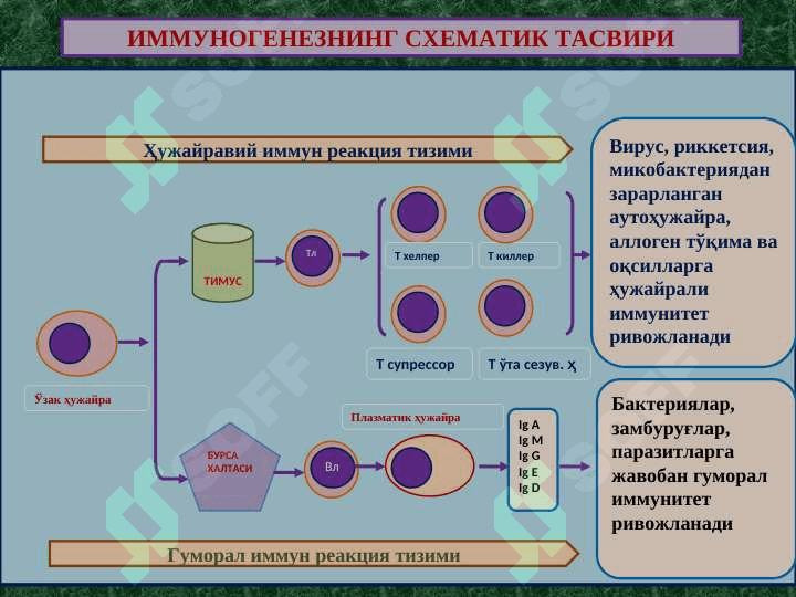 ИММУНОПАТОЛОГИК ЖАРАЁНЛАР 2