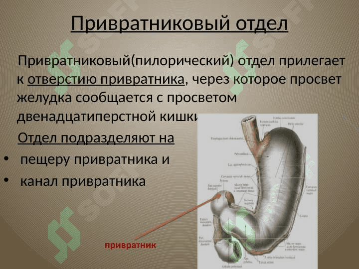 Желудок 5
