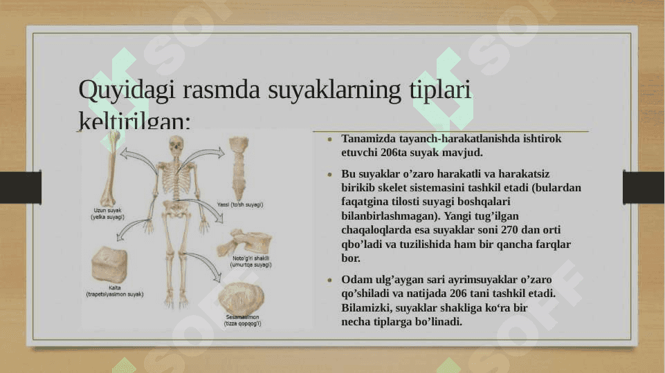 Skelet tizimi filogenezi 3