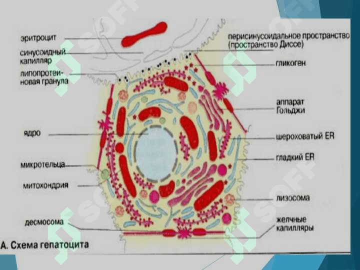 Jigar biokimyosi ppt 4