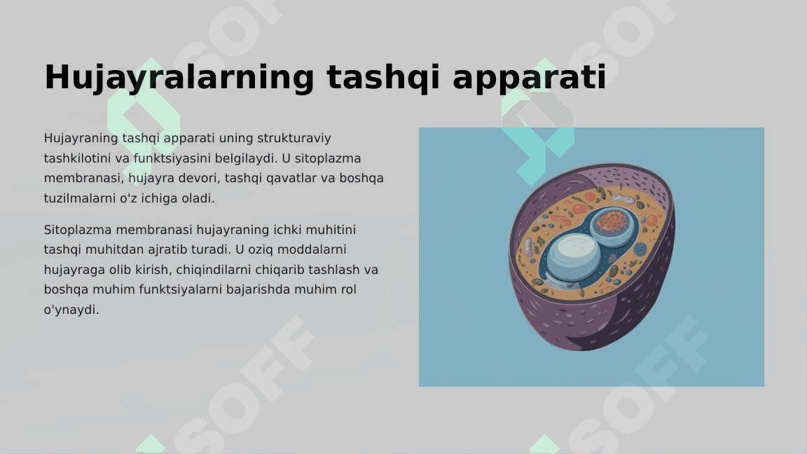 Hujayralarning tashqi apparati. Trixomalar. Kiprikchalar. 3