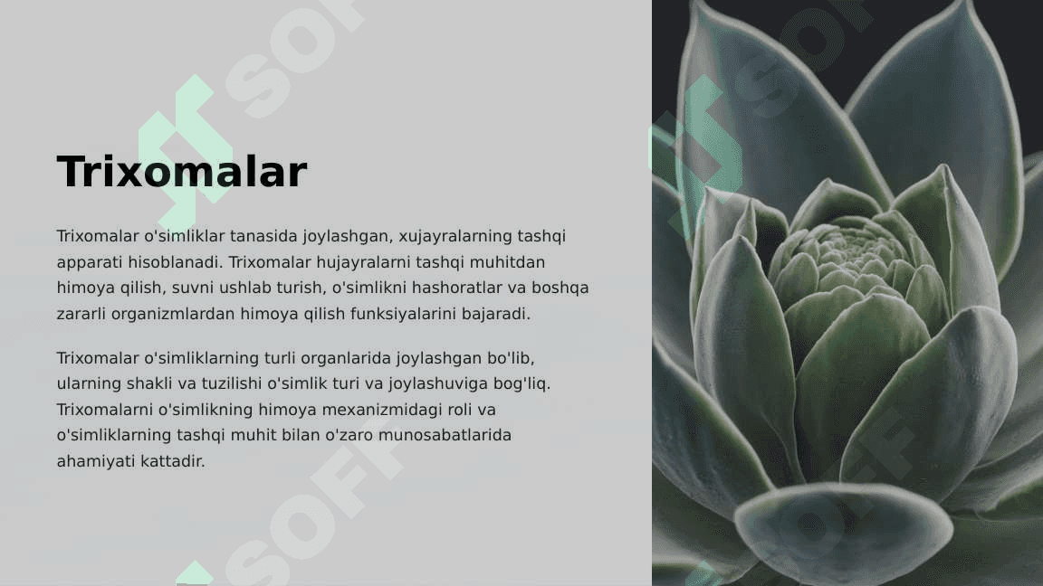 Hujayralarning tashqi apparati. Trixomalar. Kiprikchalar. 4