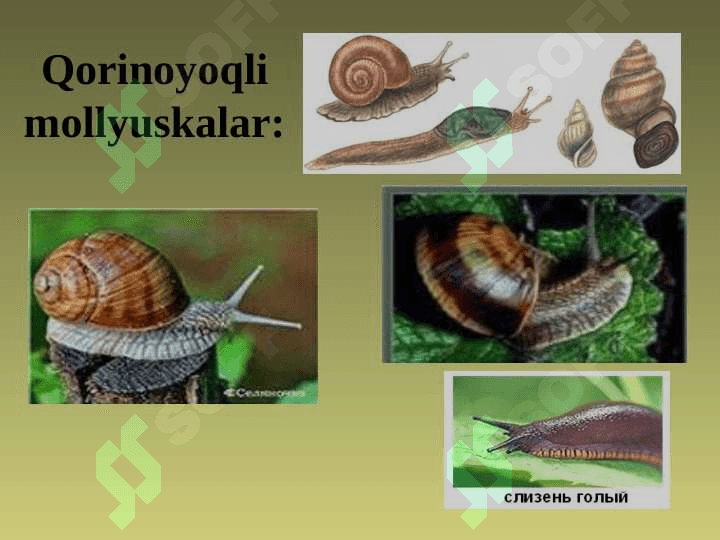 MOLLYUSKALAR TIPI 5
