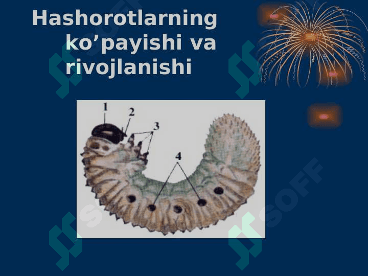 Hasharotlar sinfi 4
