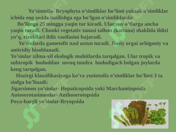 Yo‘sintoifa (moxtoifa) - Bryophyta o‘simliklar bo‘limi 3