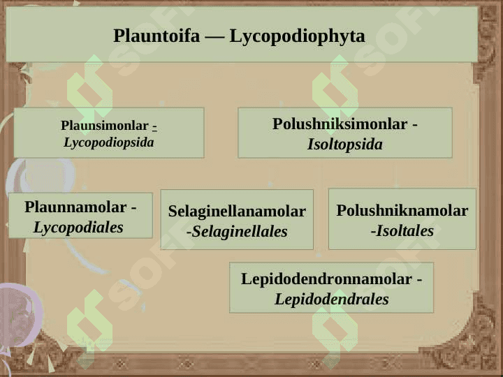 Plauntoifa — Lycopodiophyta o’simliklar bo’limi 4