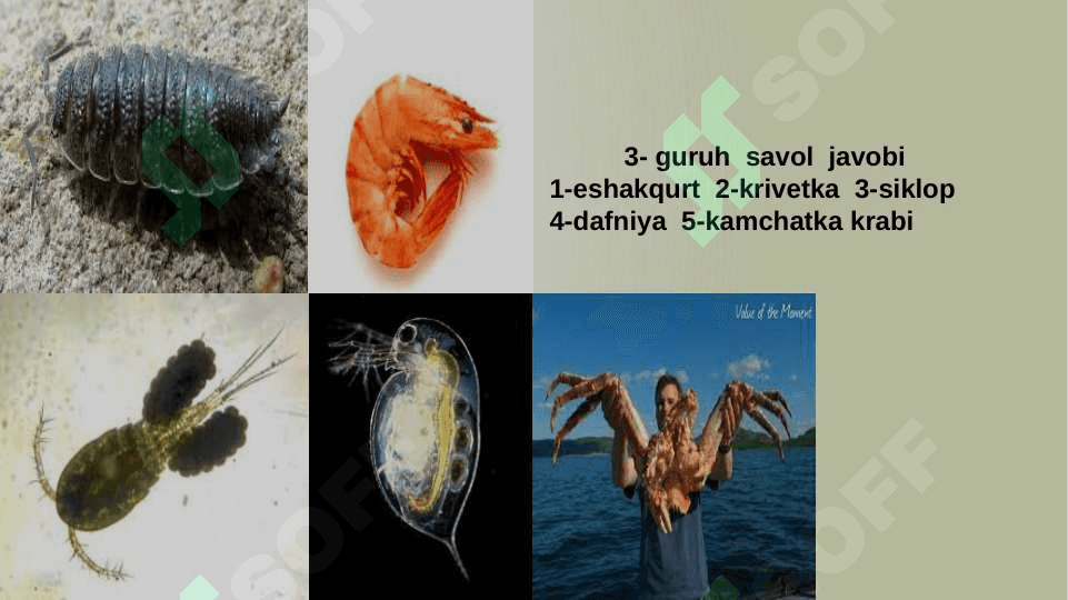 O’rgimchaklarning  xilma xilligi 4