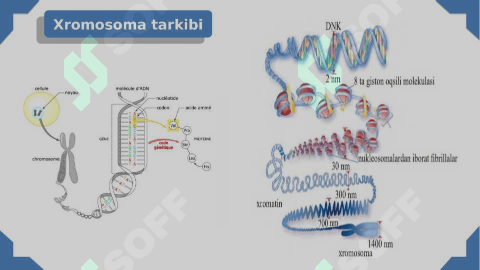 Nuklein kislotalar va oqsillar biosintezi 7