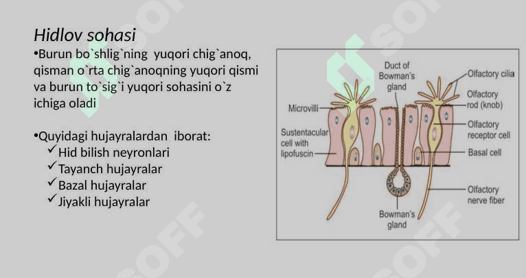 Nafas olish sistemasi 7