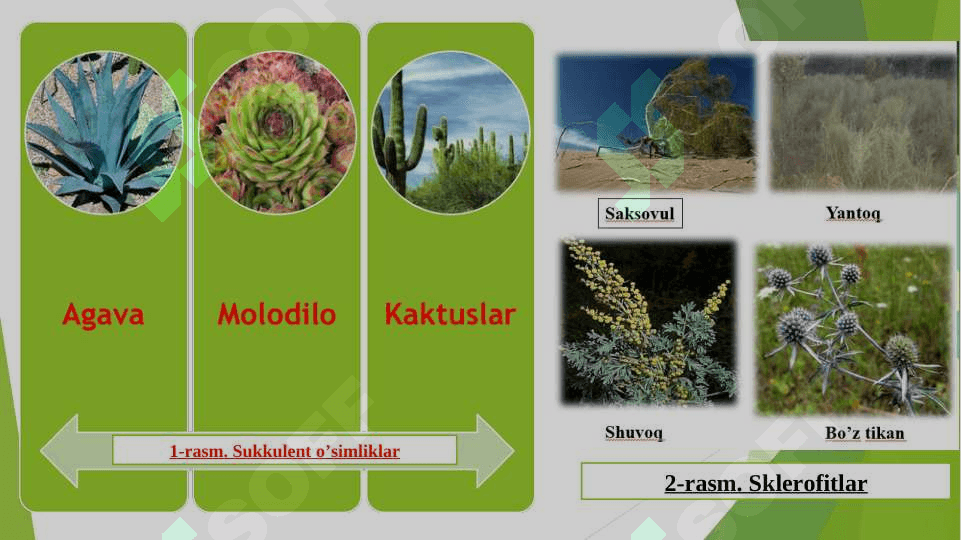 O’simliklarni qurg’oqchilikka chidamliligi 7