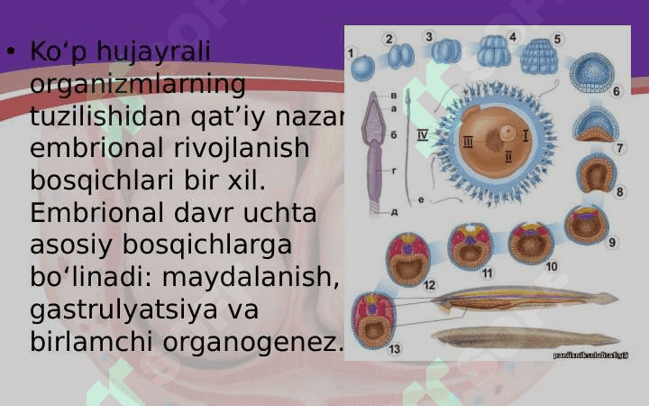 Embrional rivojlanish davri 6