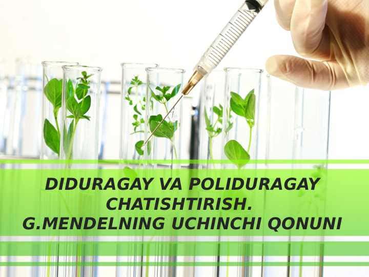 DIDURAGAY VA POLIDURAGAY CHATISHTIRISH. G.MENDELNING UCHINCHI QONUNI