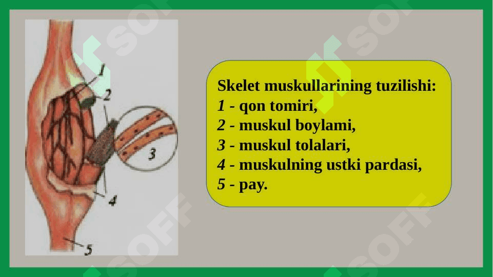 Muskullar 6