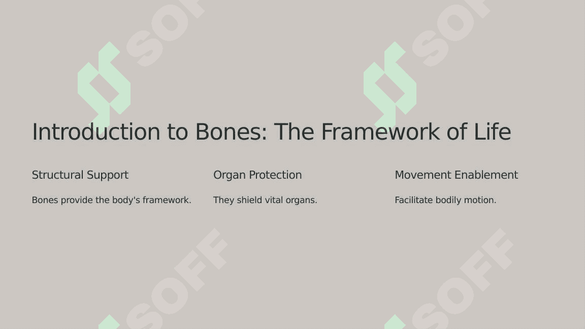 The skeletal system of a human being 2 3