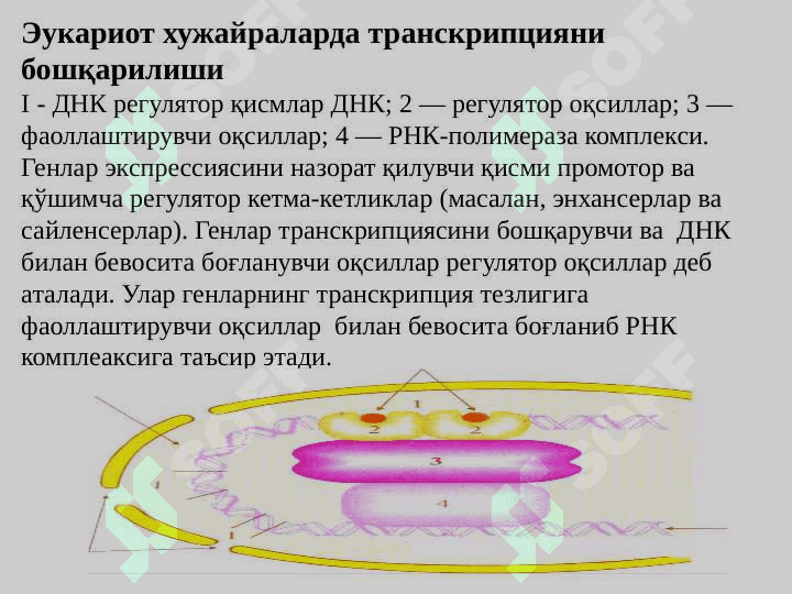 Mutatsiyalar va kanserogenez 4