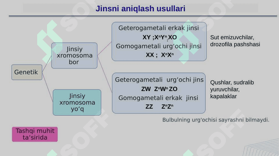 Jins genetikasi 4