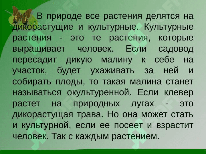 Культурные растения 2