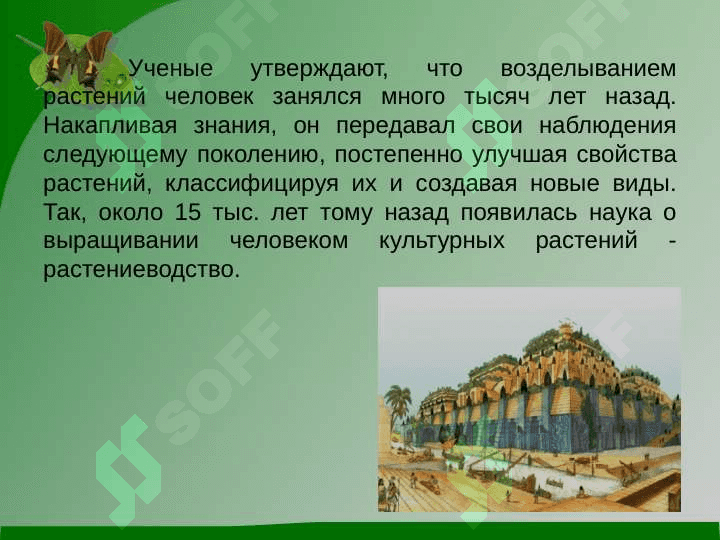 Культурные растения 4