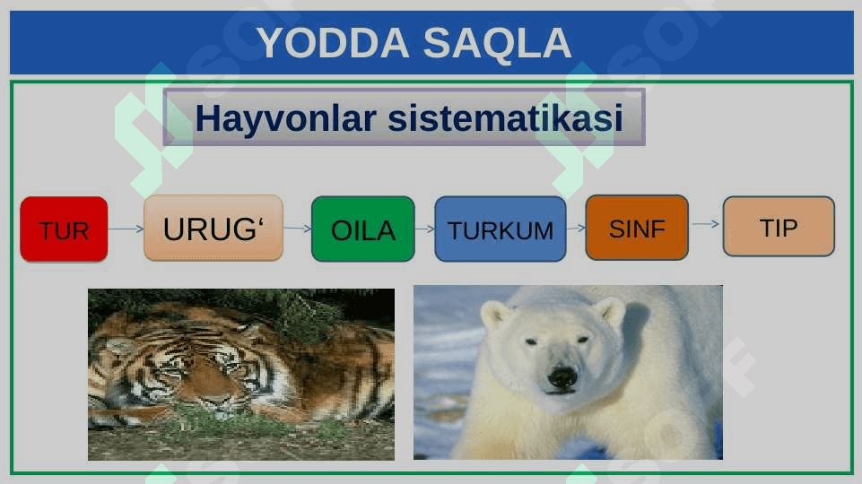 HAYVONOT DUNYOSI 8