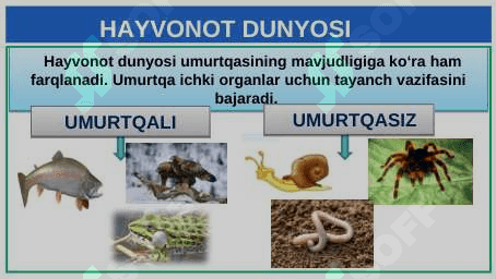 UMURTQASIZ HAYVONLAR 2