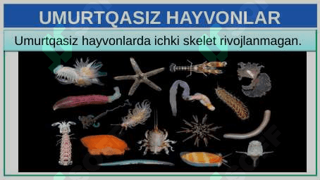 UMURTQASIZ HAYVONLAR 3