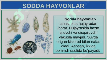 UMURTQASIZ HAYVONLAR 4