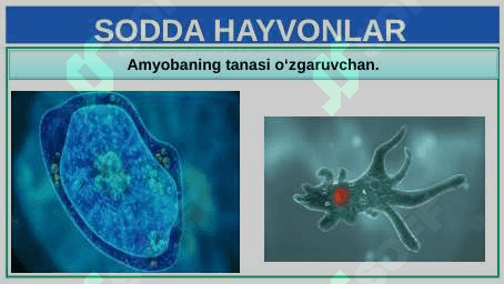 UMURTQASIZ HAYVONLAR 5