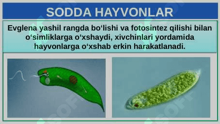 UMURTQASIZ HAYVONLAR 6